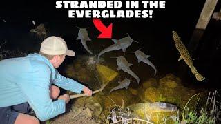 NETTING EXOTIC FISH in EVERGLADES AT NIGHT! (WE GOT STRANDED)