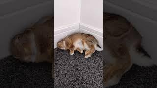 Bunny Flop