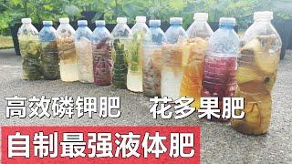 自制最强有机液体磷钾肥, 花多果肥, 省下买肥钱 Homemade liquid fertilizers