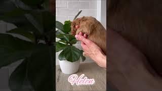 Helen - Female Mini Goldendoodle #dogsofyoutube #puppies #doodle #dogs #goldendoodle #bridesmaids