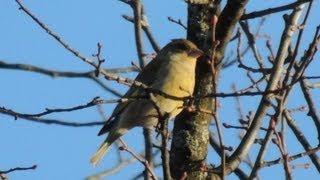 Grönfink 26 mars / Greenfinch  March 26, 2013, Uppsala, Sweden