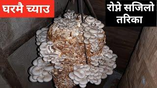 Mushroom Farming in Home | MUSHROOM || Nepal