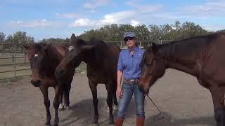 OTTB Retraining Course  -Total Transformation in 90 Days!