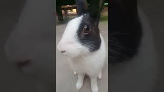 Mico rabbit is so cool || Rudra hacks 99||