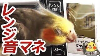 オカメインコのレンジ操作音とリズム