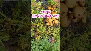 4월 20일 늦게 심은 감자 7월10일  쪽박일까?왕대박~