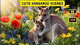 Incredible Kangaroo Moments: Watch Them in Their Natural Habitat!