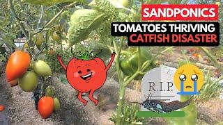 SANDPONICS: Tomatoes Flourish - Catfish Tragedy : Nov 22