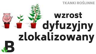  Wzrost Dyfuzyjny i Zlokalizowany Roślin i Zwierząt * Tkanki Roślinne - KOREPETYCJE z BIOLOGII -374