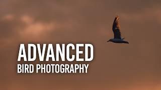 Level Up Your Bird Photography: Tips from the Field