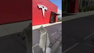 Tesla Supercharger lounge in Kettleman City, CA #MomoBear