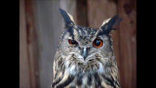 UHU antwortet! European Eagle-Owl answers! Ruf der Eule