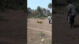 Tiger Attack  #youtube #trend #wildlife #viralvideo #youtubeshorts #tiger #reels #shorts