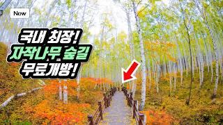 Korea's Best Birch Forest Trekking Course