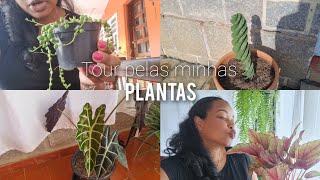 Tour completo pelas minhas plantas + dicas de como cuidar