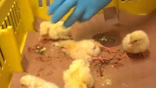 Baby Chicks Ground Up Alive