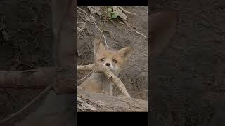 Лисёнок выглядывает из норы. A little fox looks out of a hole. #wildlife #nature #shots