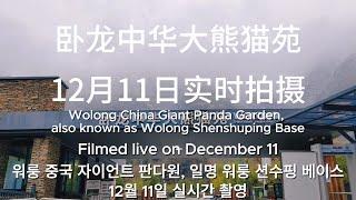 12/11 Video Update From Shenshuping Base #panda #update #video #pandalife #pandalover #shenshuping