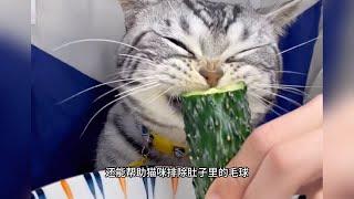 盘点猫咪能吃的人类食物