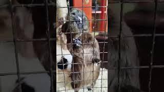 контактный зоопарк в Иркутске