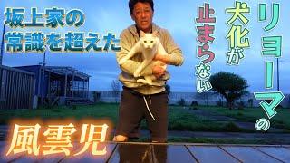 リョーマの犬化計画進行中！ドッグランでの新たな挑戦