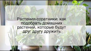 Растения-соратники: как подобрать домашних растений, которые будут друг другу дружить