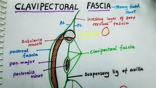 Clavipectoral fascia anatomy - Extension , attachments , structures piercing