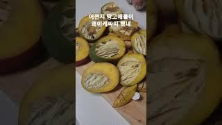 애플망고 가격이 저렴해서 사면 당하는일 ㅋㅋ 아~~내돈 #shorts