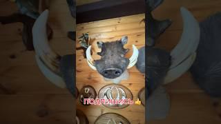 Трофейный Дом Охотника.Как вам трофеи? #россия #охота #трофей