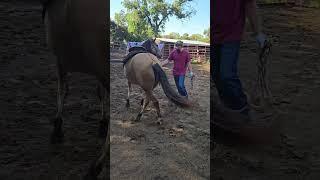 #horse ##equinelearning #groundwork  #beginner #horseridingschool #horses