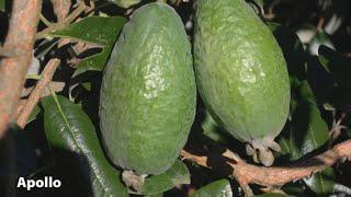 How to Grow Feijoas | Mitre 10 Easy As Garden