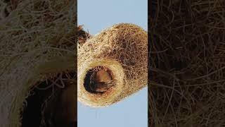 Bird going to its beautiful nest.