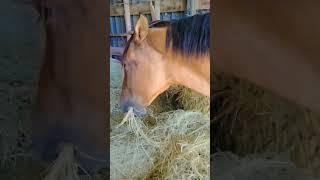 #moondancermustang #getting #introuble #trouble #maker #horse #mustang #hay #feedroom