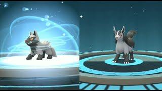 POOCHYENA evolution into MIGHTYENA in Pokemon GO !! Trainer Ari