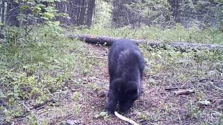 Wolf pups from Smackout Pack in Washington State