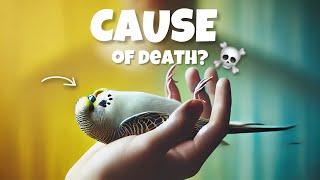 What's KILLING Your Budgie? Top Causes Revealed