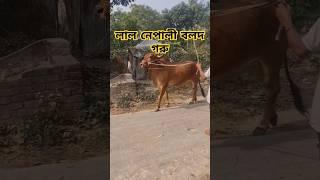 নেপালী বলদ গরু #viralvideo #goruloversofchattga #bull #cow #youtubeshorts