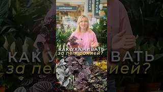 Переромия и как за ней ухаживать? #цветыдлядома #комнатныерастения #цветынаподоконнике #сад