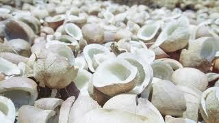 Mahaweli Coconut Plantations PLC