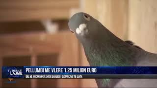 Armando, pëllumbi 1.25 milion euro