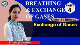 BREATHING AND EXCHANGE OF GASES | EXCHANGE OF GASES |