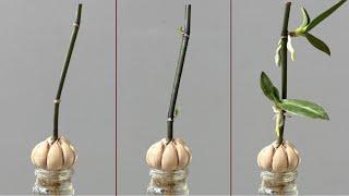 Only Garlic! Orchids immediately grow on branches and bloom all year round