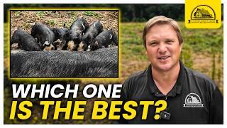 Watch This Before Getting Your First Pigs: Choosing the Right Pigs