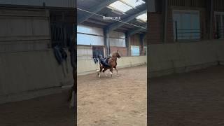 Trainingsupdate mit Sturz  / #askino #horse #equestrian #beritt #pferde #ytshort #korrekturberitt