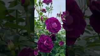 GORGEOUS Purple Roses #trendingshorts #flowers #rose