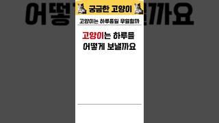 너무나도 궁금한 고양이의 하루일과