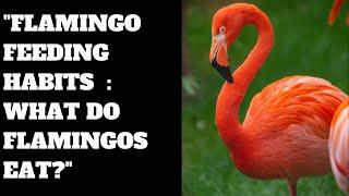 Flamingo Feeding Habits  What Do Flamingos Eat