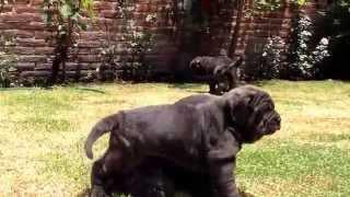 Puppys Neapolitan Mastiff . Astro PatrizioItalia x Maroshka slovak flešk