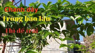 Chanh Dây Trồng Bao Lâu Thì Để Trái || Làm Nông VLogs