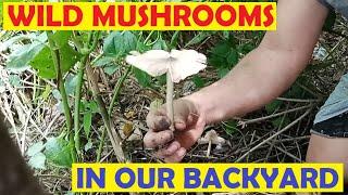 Harvesting Wild Mushrooms in our Backyard